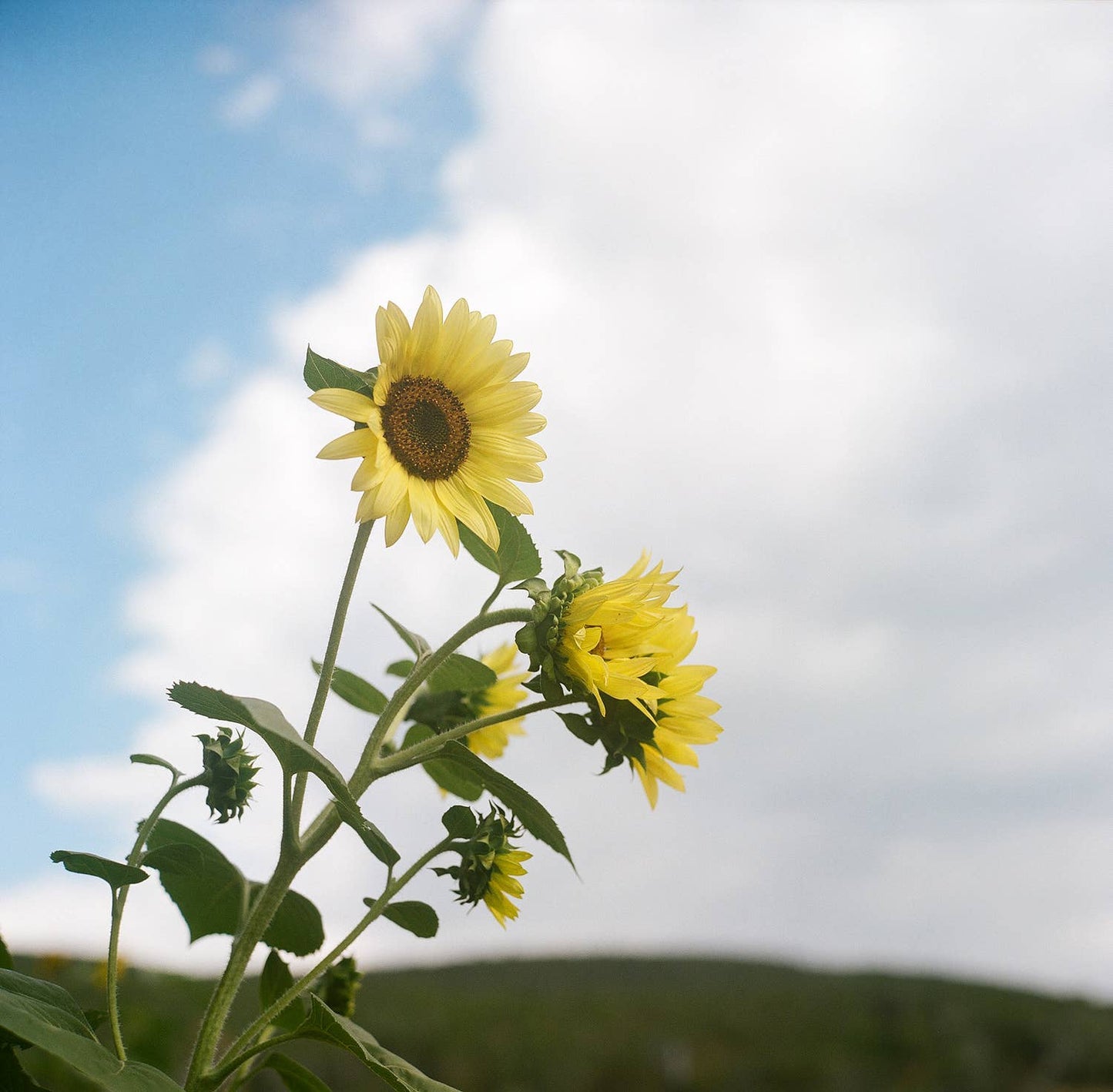 Lemon Queen Pollinator Sunflower Seeds (Grateful Garden)