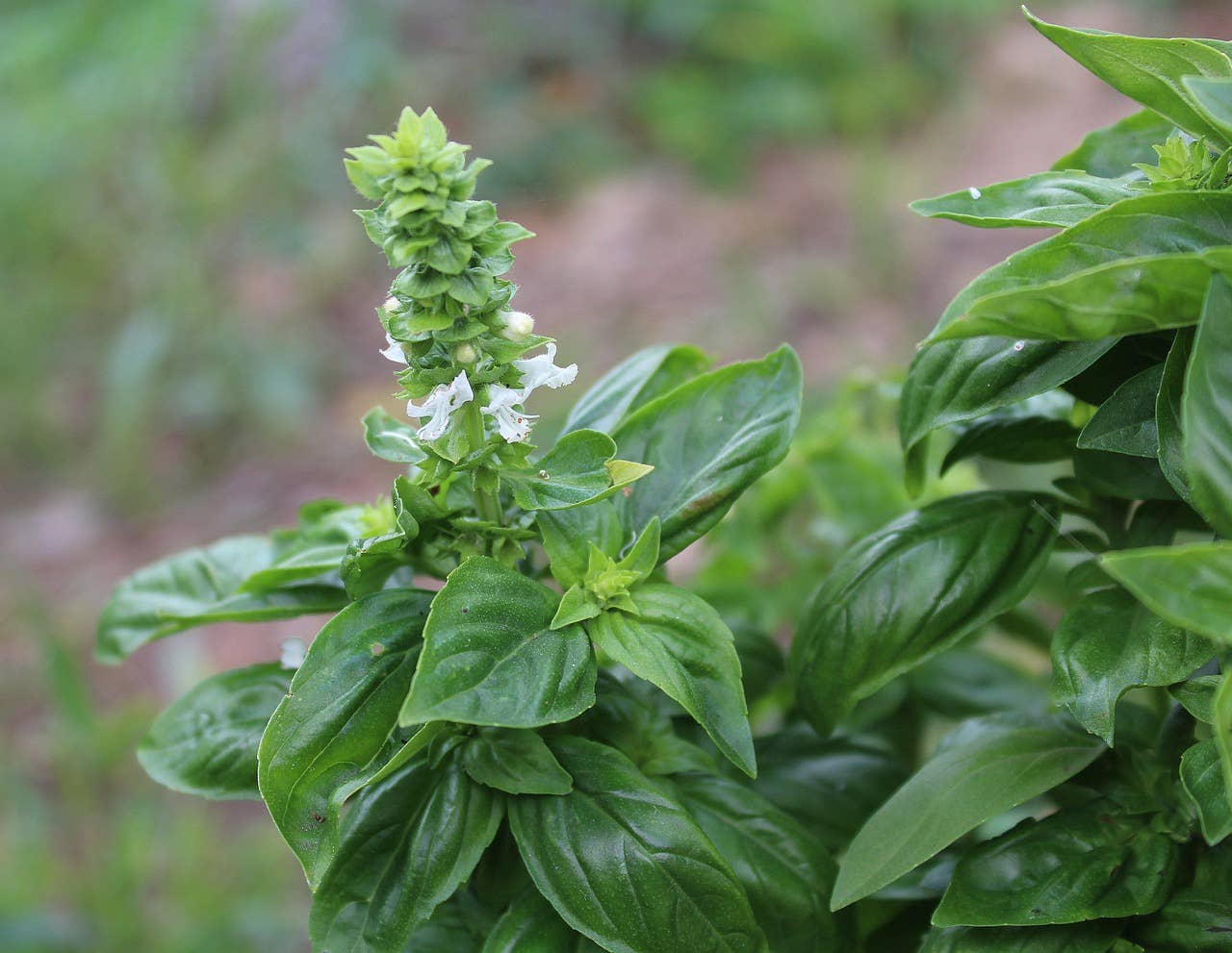 Large Leaf Basil Garden Seeds (Grateful Garden)