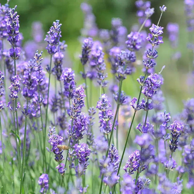 Vera Lavender Flower Seeds for Pollinators (Grateful Garden)