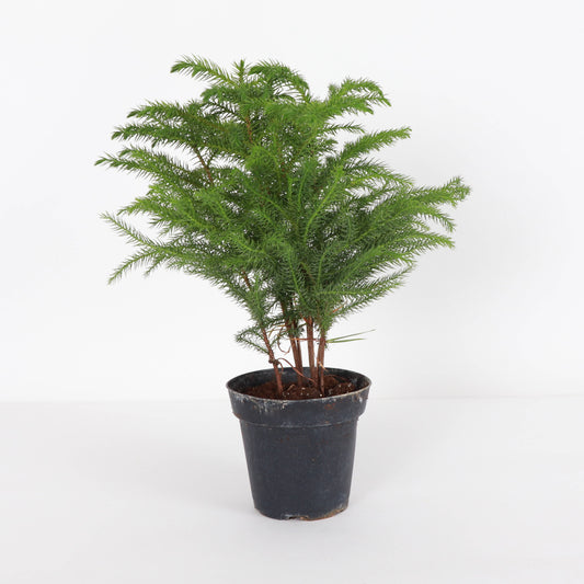 Norfolk Island Pine -  Live Plant