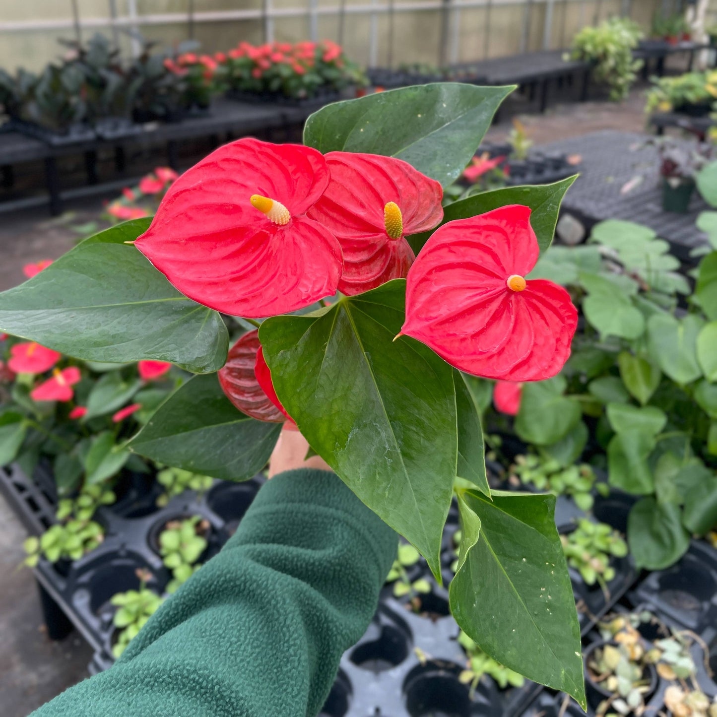 Anthurium, Flamingo Flower - 4" Live Plant