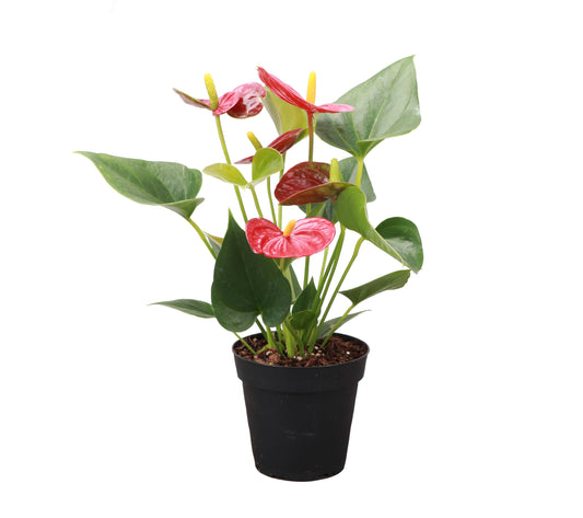 Anthurium, Flamingo Flower - 4" Live Plant