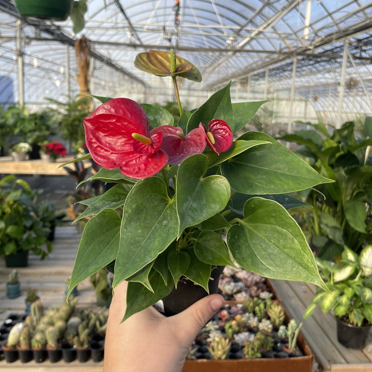 Anthurium, Flamingo Flower - 4" Live Plant