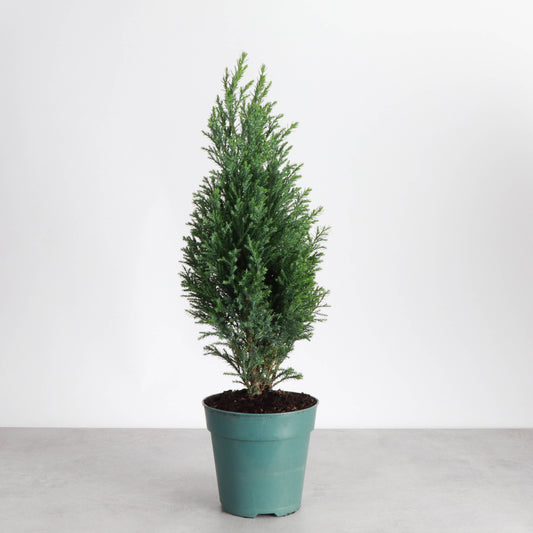 Cypress Tree - 4" Live Plant