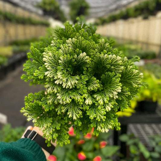 Frosty Fern Plant - 4" Live Plant