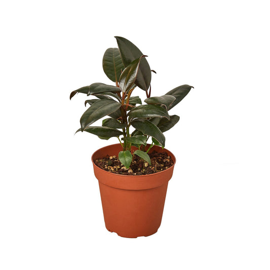 rubber tree (ficus burgundy)