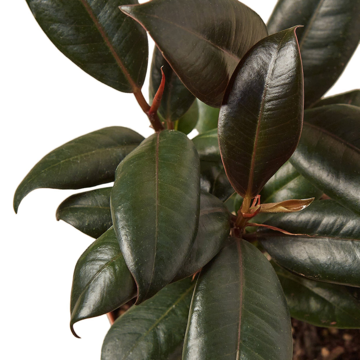 rubber tree (ficus burgundy)