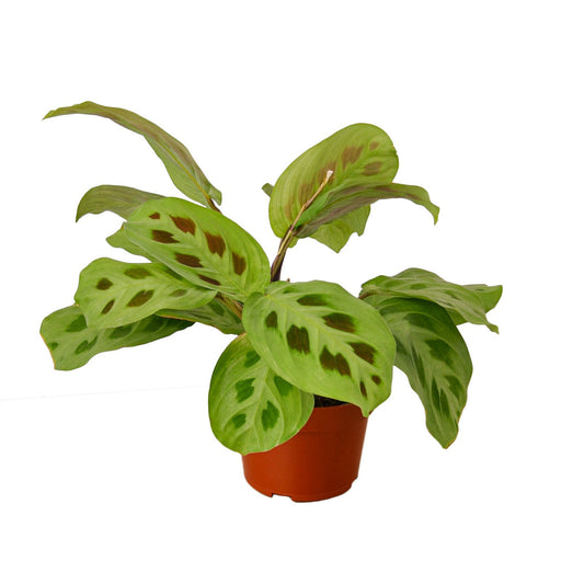 prayer plant (maranta leuconeura)