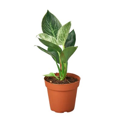 birkin (philodendron)