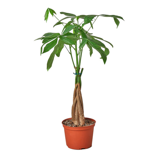 money tree (pachira braid)