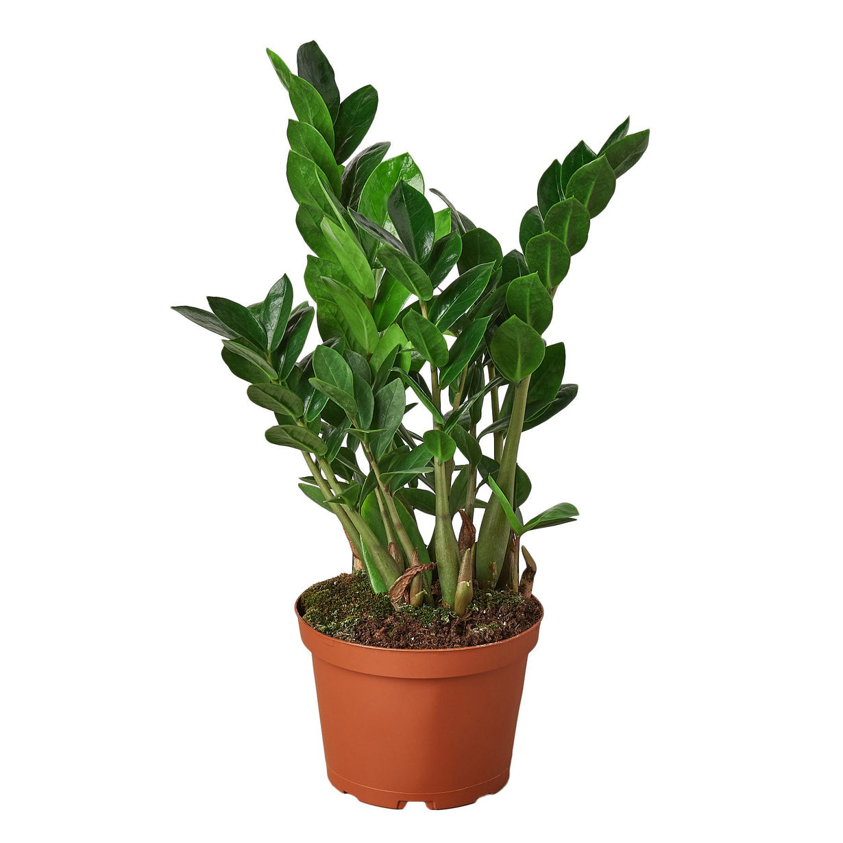 zz plant (zamioculcas zamiifolia)