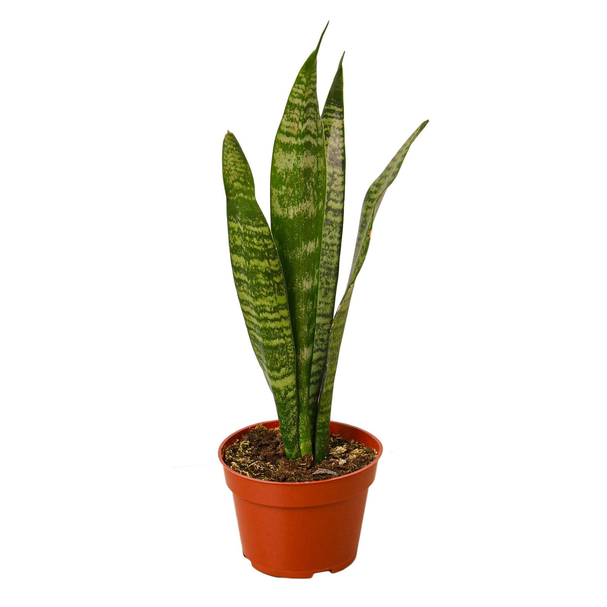 snake plant (snake laurenti)