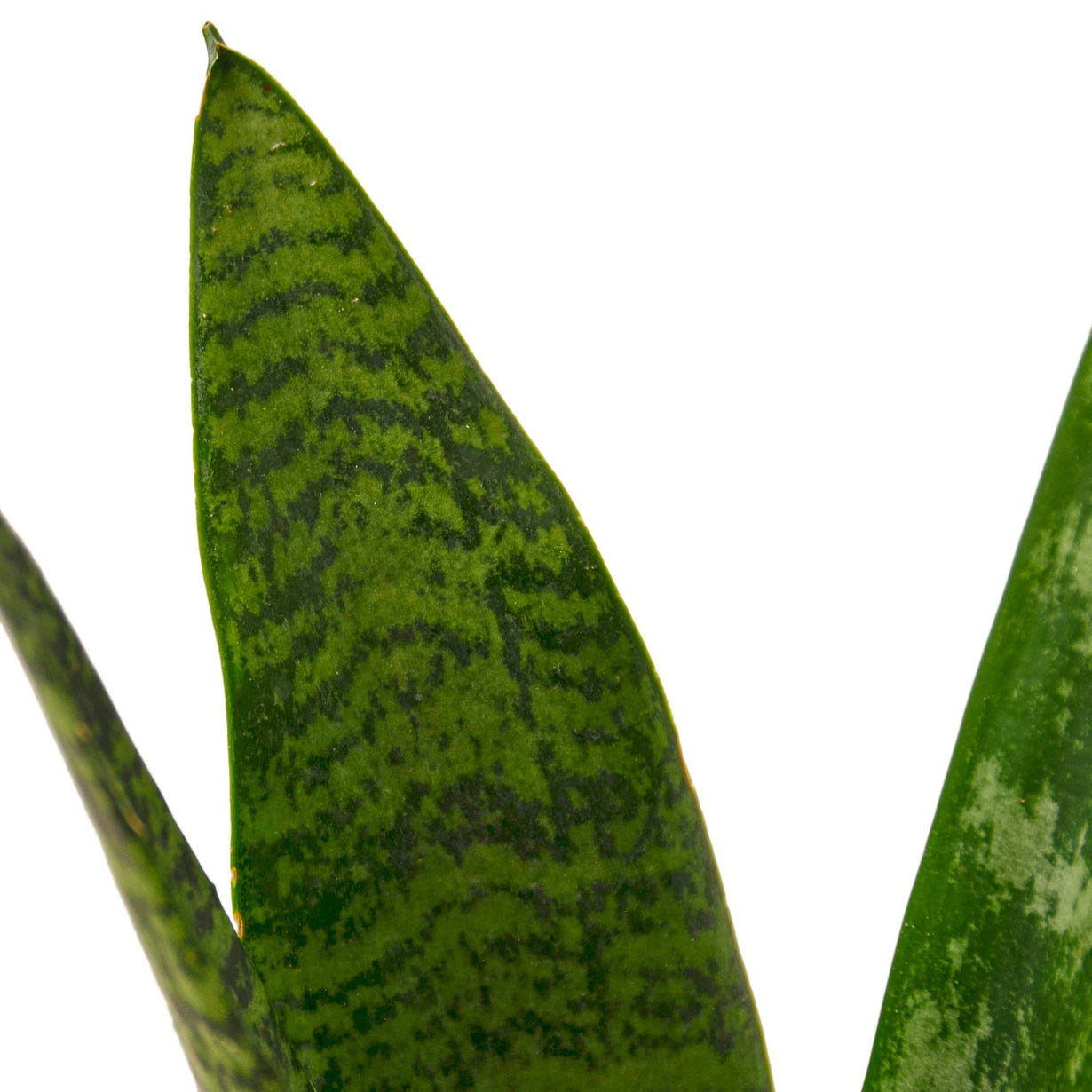 snake plant (snake laurenti)