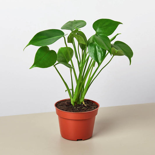 swiss cheese plant (monstera deliciosa)