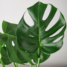 swiss cheese plant (monstera deliciosa)