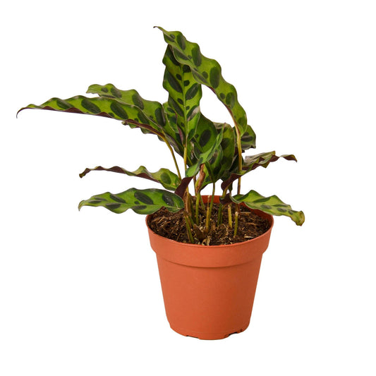 rattlesnake calathea (goeppertia insignis)