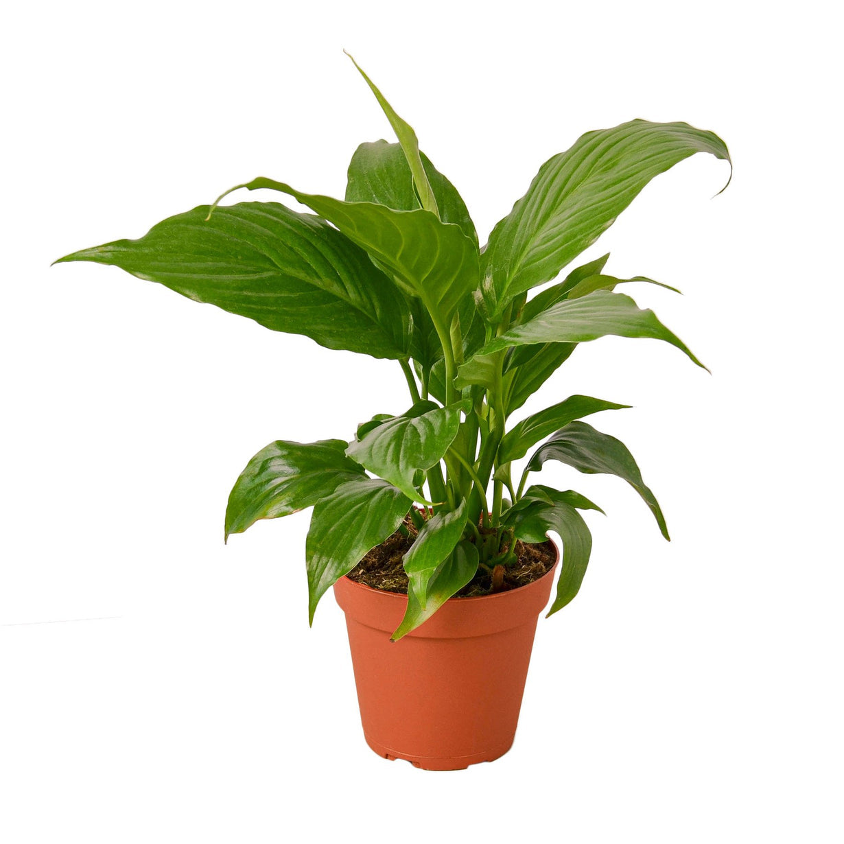 peace lily (spathiphyllum)