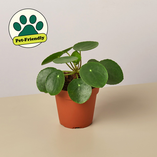 money plant (pilea peperomioides)