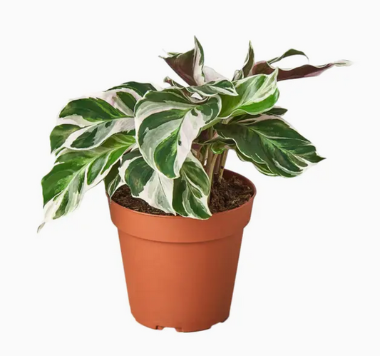 white star (calathea)