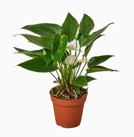 white flamingo flower (anthurium)