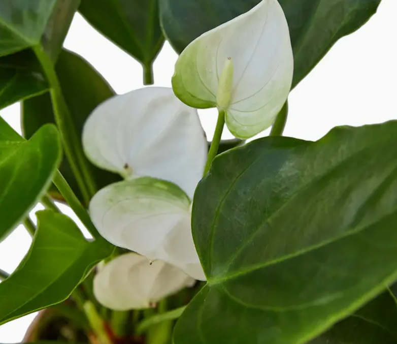 white flamingo flower (anthurium)