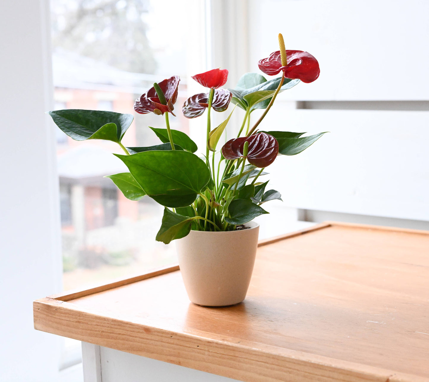 Anthurium, Flamingo Flower - 4" Live Plant