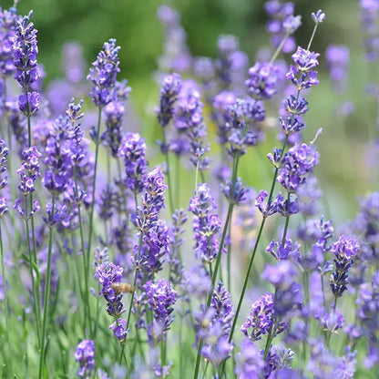 Vera Lavender Flower Seeds for Pollinators (Grateful Garden)