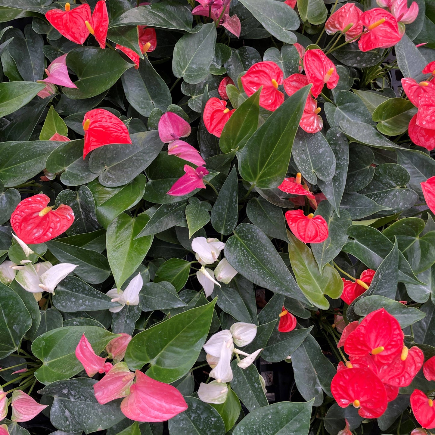 Anthurium, Flamingo Flower - 4" Live Plant