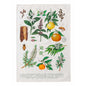 Linen & Cotton Terra Botanical Tea Towel