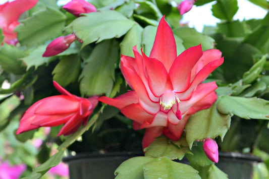 Holiday Cactus - 4" Live Plant - Assorted Color